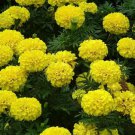 50 Seeds Bright Yellow Potted Marigold Seeds