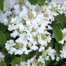 100 Seeds Double Color Viburnum Sargentii Bonsai Potted Garden Flower
