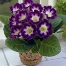 100 Seeds Climbing Gloxinia Bonsai Perennial Flowering Plants Sinningia Speciosa