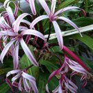 100 seeds Spider Lily Flowers Seeds Purple Color