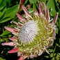 2 seeds Protea Cynaroides Seeds Water Pink Flowers