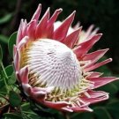 2 seeds Protea Cynaroides 'Maddie' Seeds