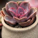 100 seeds Echeveria Purpusorum Seeds