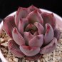 100 seeds Echeveria Purpusorum Seeds