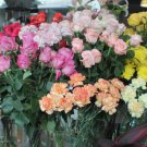 100 seeds Mixed Eustoma Seeds Imported Eustoma grandiflorum Mixed Dozens of Varieties