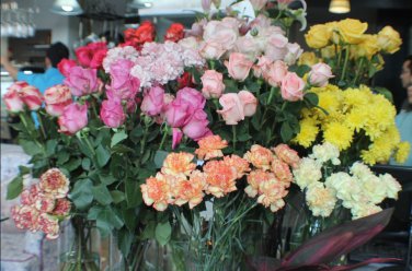 100 seeds Mixed Eustoma Seeds Imported Eustoma grandiflorum Mixed Dozens of Varieties