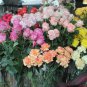 100 seeds Mixed Eustoma Seeds Imported Eustoma grandiflorum Mixed Dozens of Varieties