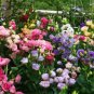 100 seeds Mixed Eustoma Seeds Imported Eustoma grandiflorum Mixed Dozens of Varieties