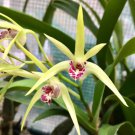 1 seeds Dendrobe Seeds (Flower Powder) Dendrobium Orchid Flowers Herba Dendrobii