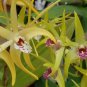 1 seeds Dendrobe Seeds (Flower Powder) Dendrobium Orchid Flowers Herba Dendrobii