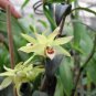 1 seeds Dendrobe Seeds (Flower Powder) Dendrobium Orchid Flowers Herba Dendrobii