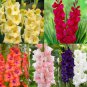 10 seeds Mixed 8 Colors Rare Cymbidium Orchid Plant Seeds