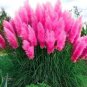 500 seeds Pampas Grass Rare Flower Bonsai for Home Garden Planting Selloana Garden Decoration DIY