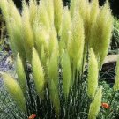 300 seeds Colorful Pampas Grass Cortaderia Bonsai, Very Beautiful Garden