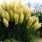 300 seeds Colorful Pampas Grass Cortaderia Bonsai, Very Beautiful Garden