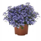 100 Seeds True Lobelia Bonsai Rare Indoor Flower in Bonsai Chlorophytum