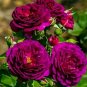 100 seeds Double Ranunculus Asiaticus Flower Bonsai Plant DIY Home Garden Purifying Air