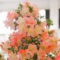 100 Seeds Bonsai Rhododendron Flower Easy to Grow Azalea Bonsai Family & Garden