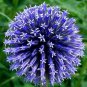 100 Seeds Rare Color Giant Allium Giganteum Beautiful Flower Seed Garden