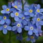 50 Seeds Rare Myosotis Silvatica Bonsai Home Garden Flowers Potted Bonsai