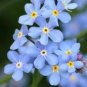 50 Seeds Rare Myosotis Silvatica Bonsai Home Garden Flowers Potted Bonsai