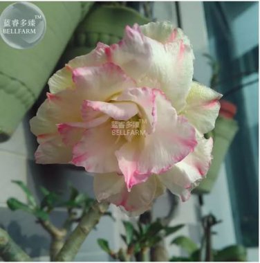 2 seeds Adenium Light Yellow / white / light pink flowers Seeds