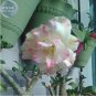 2 seeds Adenium Light Yellow / white / light pink flowers Seeds