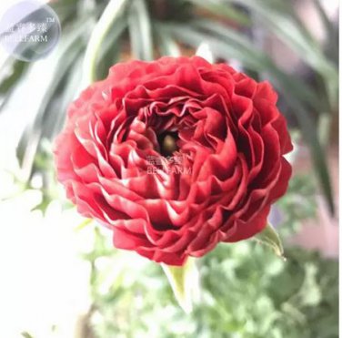 20 seeds Ranunculus asiaticus Dark Red Blooms Flower Seeds