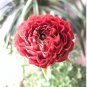 20 seeds Ranunculus asiaticus Dark Red Blooms Flower Seeds