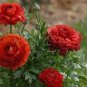 20 seeds Ranunculus asiaticus Dark Red Blooms Flower Seeds