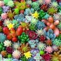 100 seeds Mix Lithops Bonsai Living Stones Succulent Cactus Organic Garden