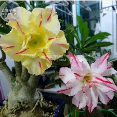 2 seeds Adenium Mixed Yellow White Petals with red stripe Flower seeds