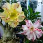 2 seeds Adenium Mixed Yellow White Petals with red stripe Flower seeds
