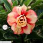 2 seeds Adenium Mixed Yellow White Petals with red stripe Flower seeds