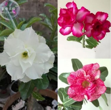 2 seeds Adenium Mixed White Colorful Red Flower Seeds