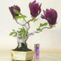 30 Seeds Mini Magnolia Bonsai, Beautiful Flower Indoor or Ourdoor Potted