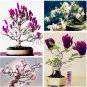 30 Seeds Mini Magnolia Bonsai, Beautiful Flower Indoor or Ourdoor Potted
