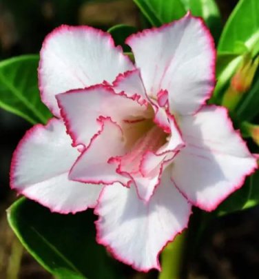 1 Seeds Beautiful White Borde rRed Desert Rose Flowers Potted Bonsai Potted Home Garden