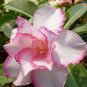 1 Seeds Beautiful White Borde rRed Desert Rose Flowers Potted Bonsai Potted Home Garden