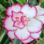 1 Seeds Beautiful White Borde rRed Desert Rose Flowers Potted Bonsai Potted Home Garden