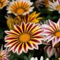 100 Seeds Gazania Bonsai Multicolor Mixed Plant Beautiful Gazania Flower Garden