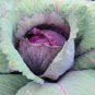 30 seeds Heirloom Purple Cabbage Organic Vegetables Seeds