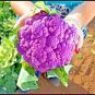 30 Seeds, Heirloom Purple Cabbage Organic Vegetables Seeds,  Original pack