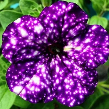 100 Seeds Rare Beautiful Petunia Flower Plants 24 Kinds of Petunia Flower