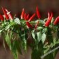25 seeds Bonsai 'Pearl' Pepper Chile Vegetables Seeds