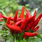 25 seeds Bonsai 'Pearl' Pepper Chile Vegetables Seeds