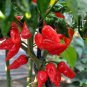 25 seeds Bonsai 'Pearl' Pepper Chile Vegetables Seeds
