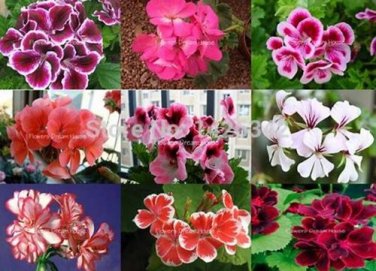 50 seeds Geranium Seed Rare Variegated Geranium Flower Potted Winter Perennial Pelargonium