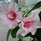 2 seeds Adenium Whitish Pink Petals with Purple Stripe & Centre Flower