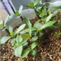 2 seeds Adenium Whitish Pink Petals with Purple Stripe & Centre Flower